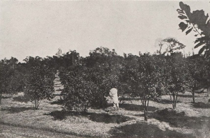 A black and white photograph of an orchard.