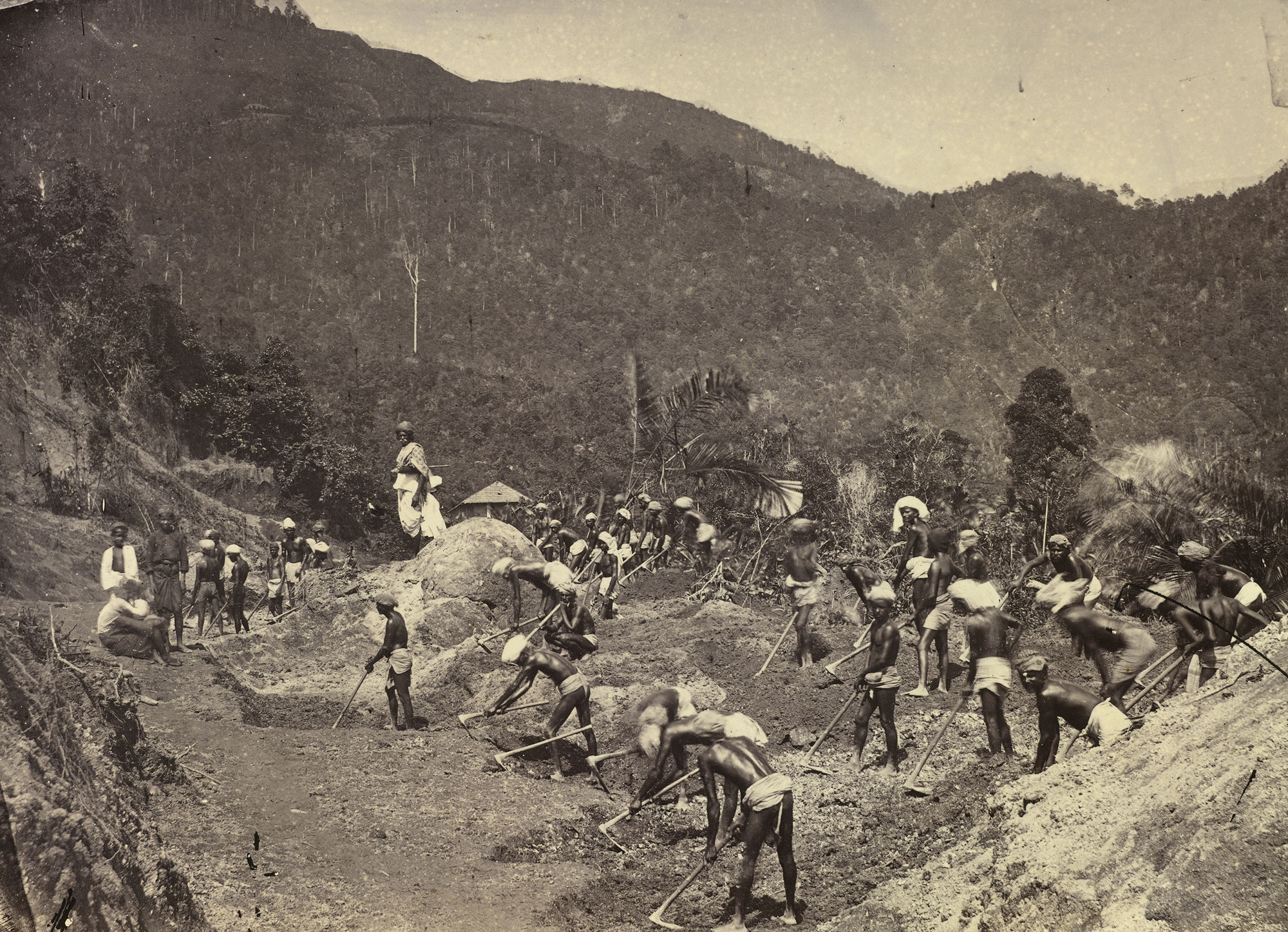 Convicts working the land. They are overseen by a supervisor with a rifle.