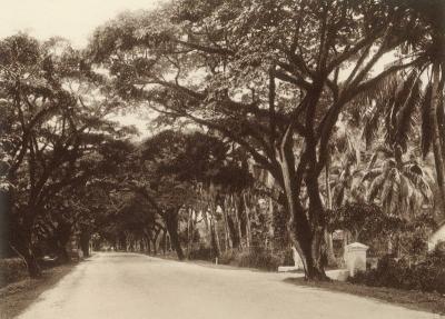 A sepia photograph of a wide road lined with trees.