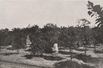 A black and white photograph of an orchard.